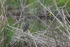 DPPhotography - Texas - Yellow-crowned night heron - I