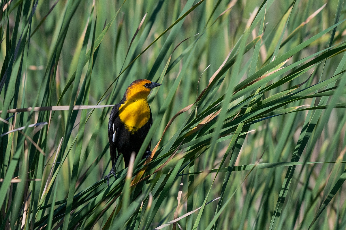 DPPhotography - Texas - Yellow-headed blackbird - A.jpg - Yellow-headed blackbird - South Padre Island, Texas