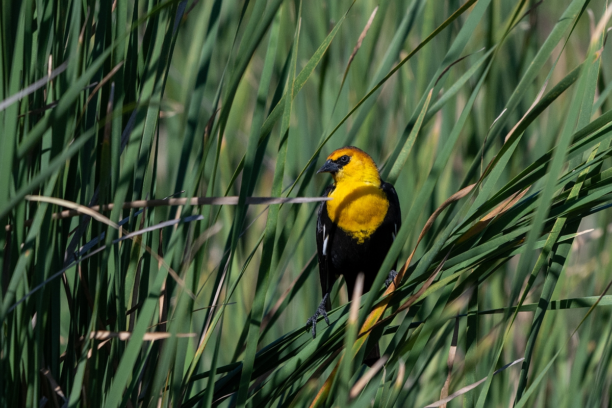 DPPhotography - Texas - Yellow-headed blackbird - B.jpg - Yellow-headed blackbird - South Padre Island, Texas