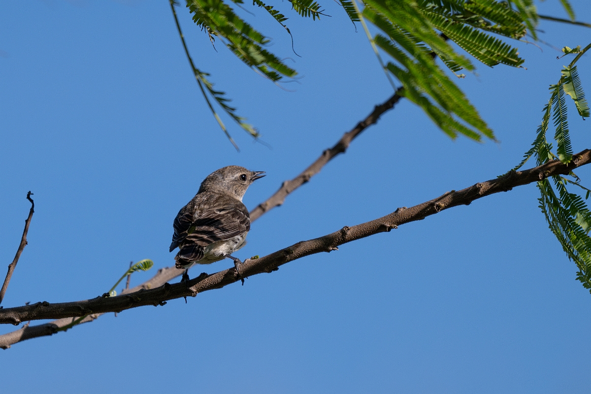 DPPhotography - Texas - Yellow-rumped warbler - A.jpg - Yellow-rumped warbler - South Padre Island, Texas