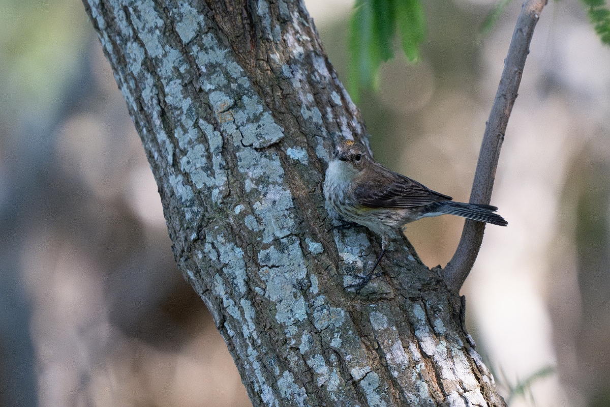 DPPhotography - Texas - Yellow-rumped warbler - B.jpg - Yellow-rumped warbler - South Padre Island, Texas
