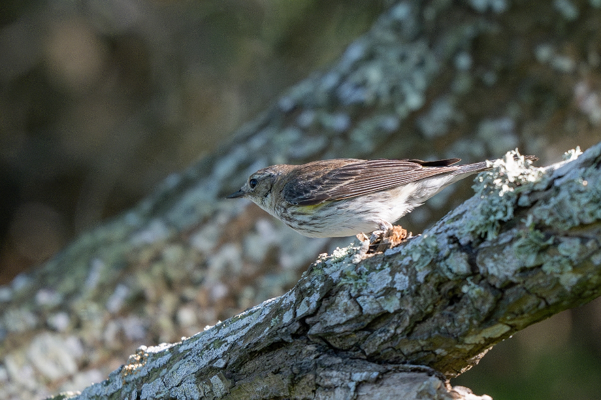 DPPhotography - Texas - Yellow-rumped warbler - E.jpg - Yellow-rumped warbler - South Padre Island, Texas
