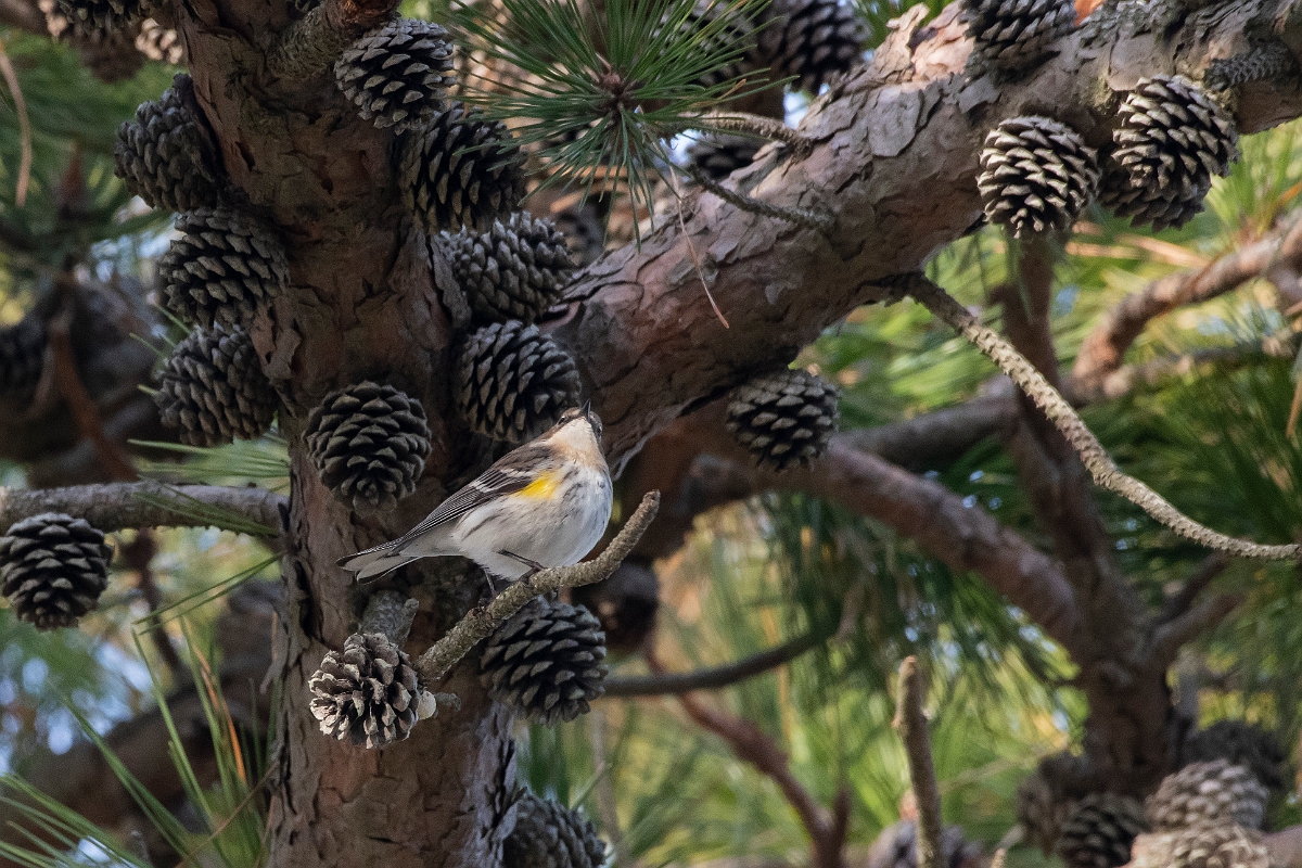 David Plant Photography - Wildlife Photography - Yellow-rumped warbler - A.jpg - Yellow-rumped warbler - Plum Island, MA