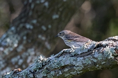 DPPhotography - Texas - Yellow-rumped warbler - D