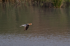 American avocet