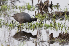 American coot