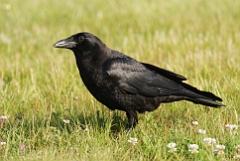 American crow