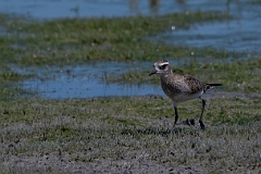 American golden plover