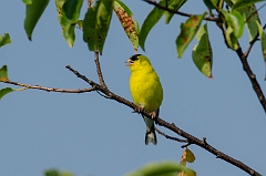 American goldfinch