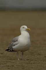 American herring gull