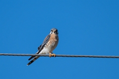 American kestrel