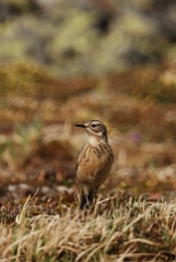 American pipit