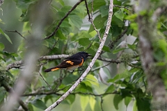 American redstart