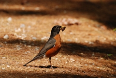 American robin