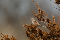 American tree sparrow