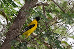 Audubon's oriole