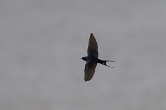 Barn swallow