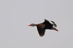 Black-bellied whistling duck