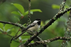 Black-capped chickadee