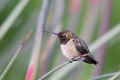 Black-chinned hummingbird