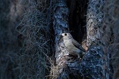 Black-crested titmouse