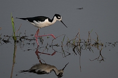 Black-necked stilt