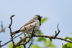 Black-thraoted sparrow