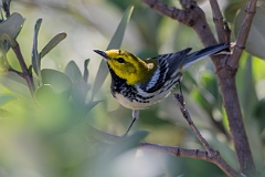 Black-throated green warbler