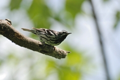 Black and white warbler