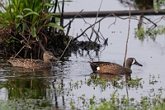 Blue-winged teal