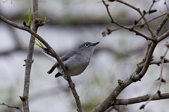 Blue grey gnatcatcher