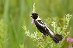 Bobolink