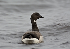 Brant