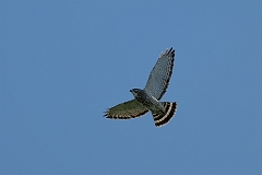 Broad-winged hawk