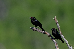 Bronzed cowbird
