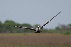 Brown pelican