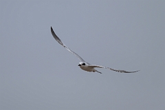 Cabot's tern