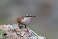 Canyon wren
