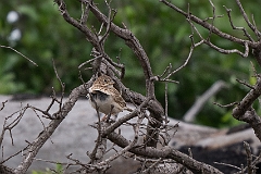 Cassin's sparrow