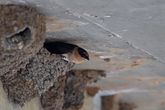 Cave swallow