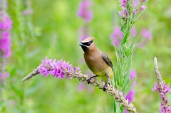 Cedar waxwing