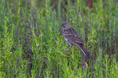Chestnut-collared longspur