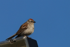Chipping sparrow