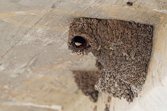 Cliff swallow