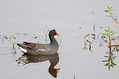 Common gallinule