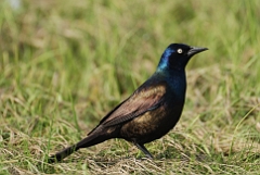 Common grackle