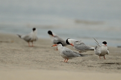 Common tern