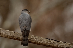 Cooper's hawk