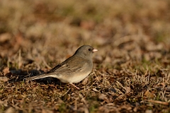 Dark-eyed junco