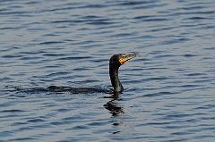 Double-crested cormorant